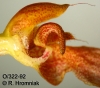 Bulbophyllum weberi  (06)